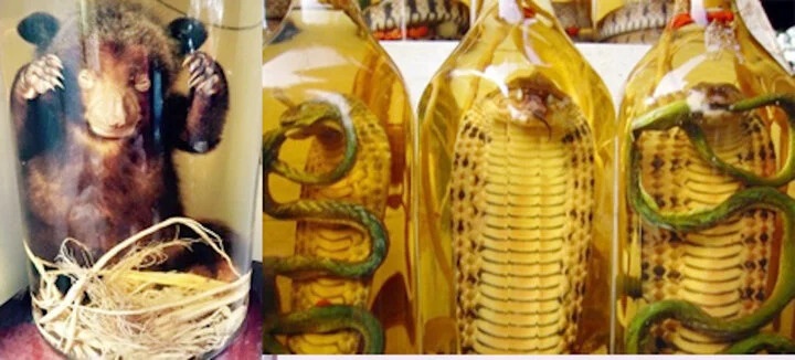 am thit thu rung anh 2