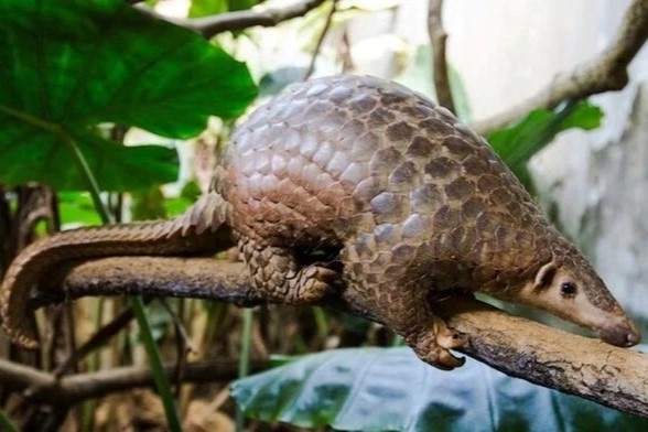 An thit thu rung de the hien 'dang cap', nguy co ruoc benh vao nguoi hinh anh