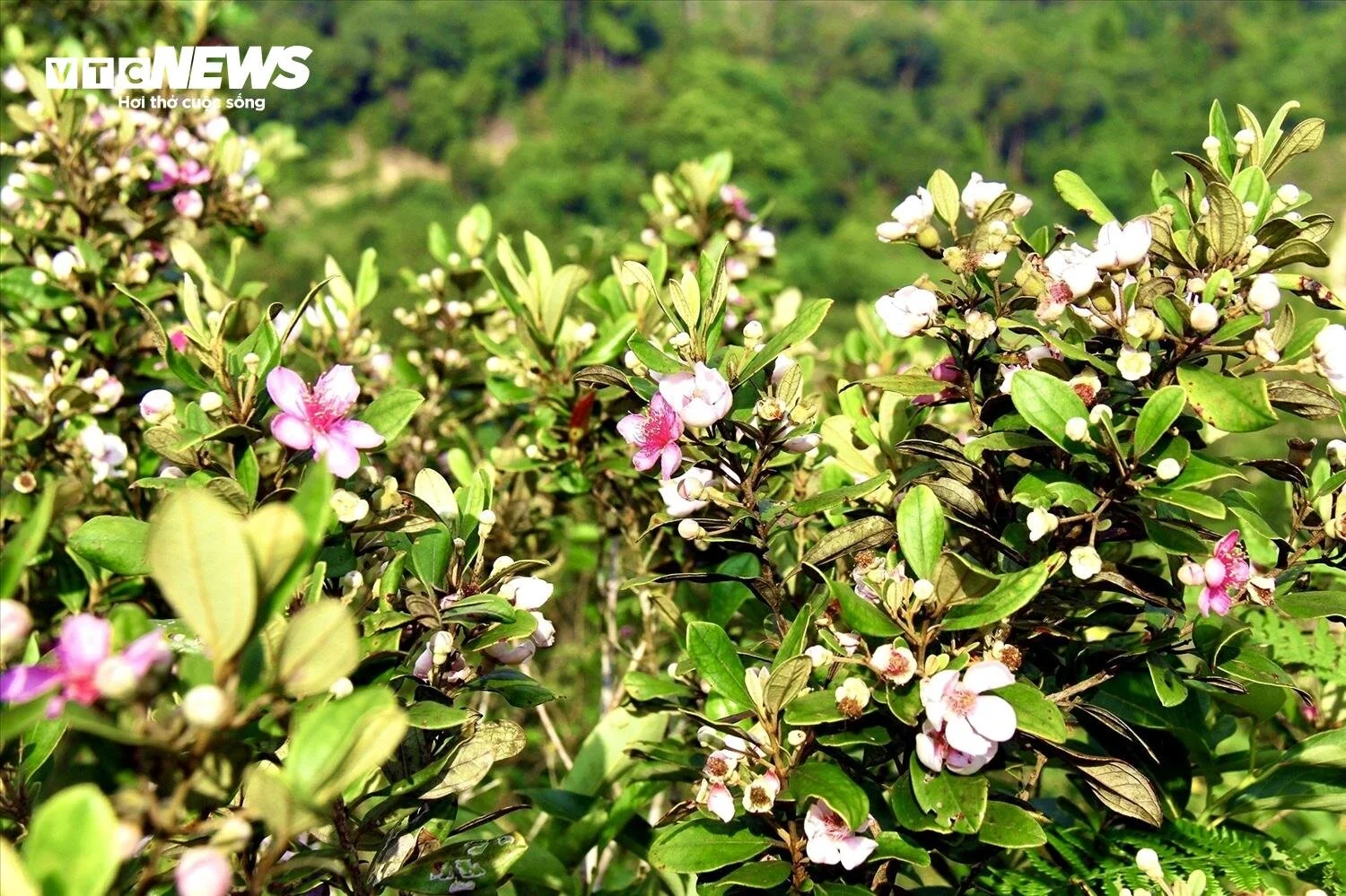 lang Vi Ro Ngheo anh 5