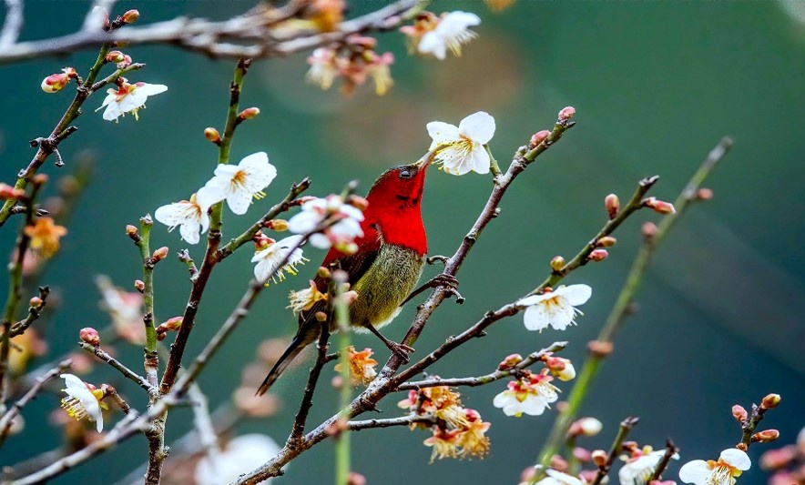 Ngam rung hoa mo trang dep me man o Cuc Phuong hinh anh