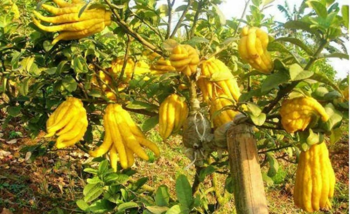 quả phật thủ  ảnh 1 qua phat thu anh 1