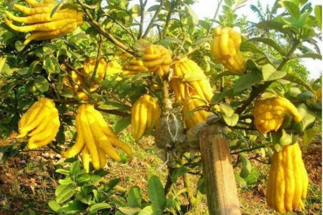 Cong dung cua loai qua co hinh ban tay tam linh hinh anh