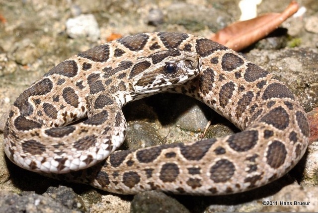 bi ran doc can anh 2