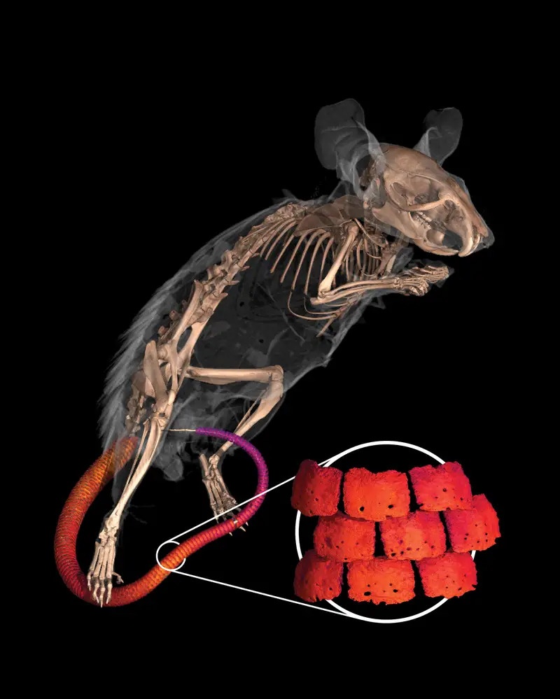 rong Komodo qua tia X anh 1