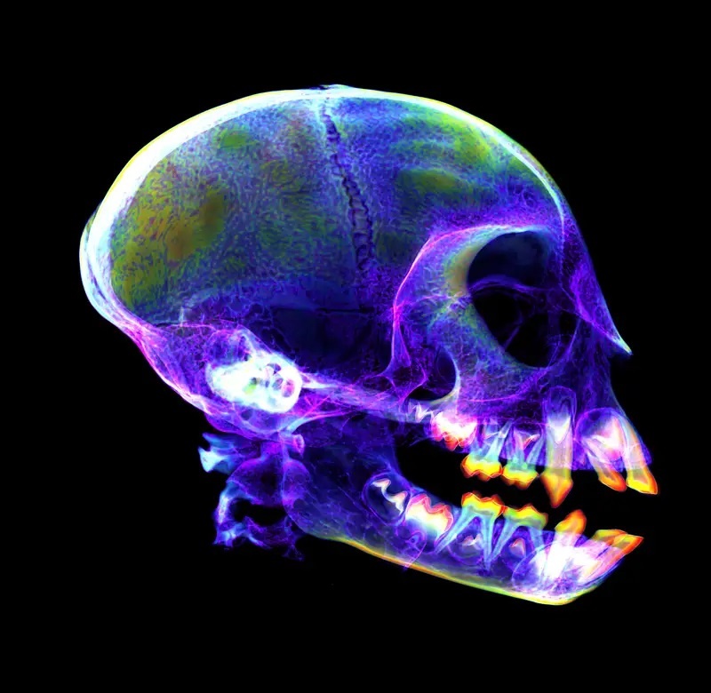 rong Komodo qua tia X anh 13