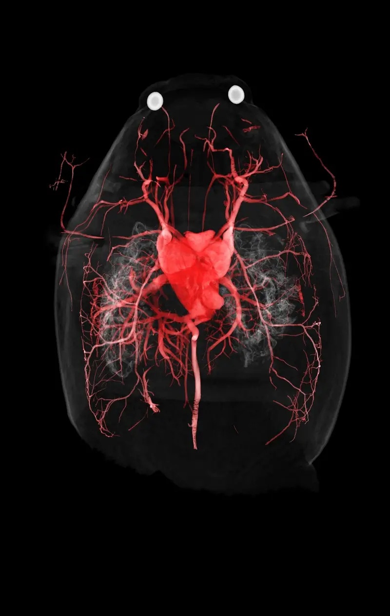 rong Komodo qua tia X anh 4