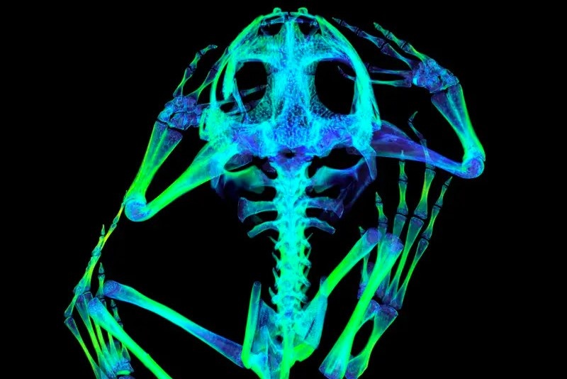 Buc anh tuyet dep cua ca ngua, rong Komodo qua tia X hinh anh