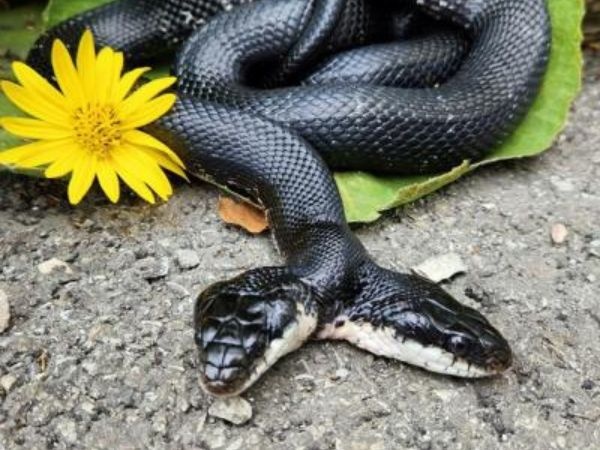 Ca phau thuat cho con ran 2 dau cuc hiem gap hinh anh