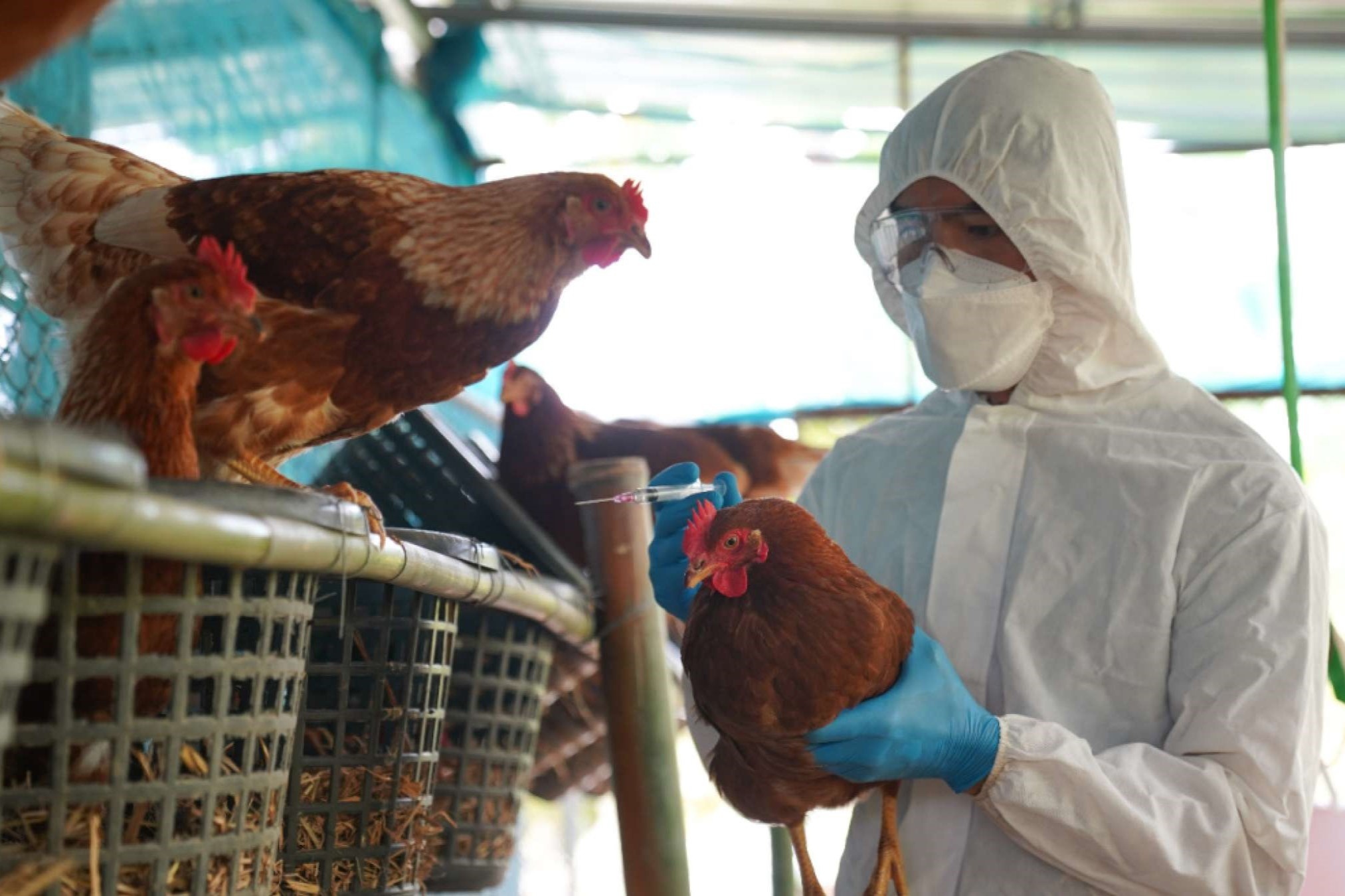 Cum A(H5N1) xuat hien tai Viet Nam sau 2 nam hinh anh