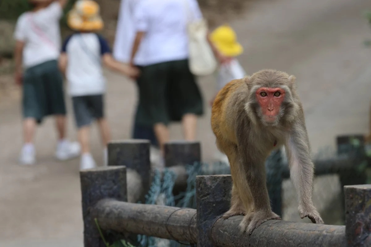 Benh truyen nhiem anh 1