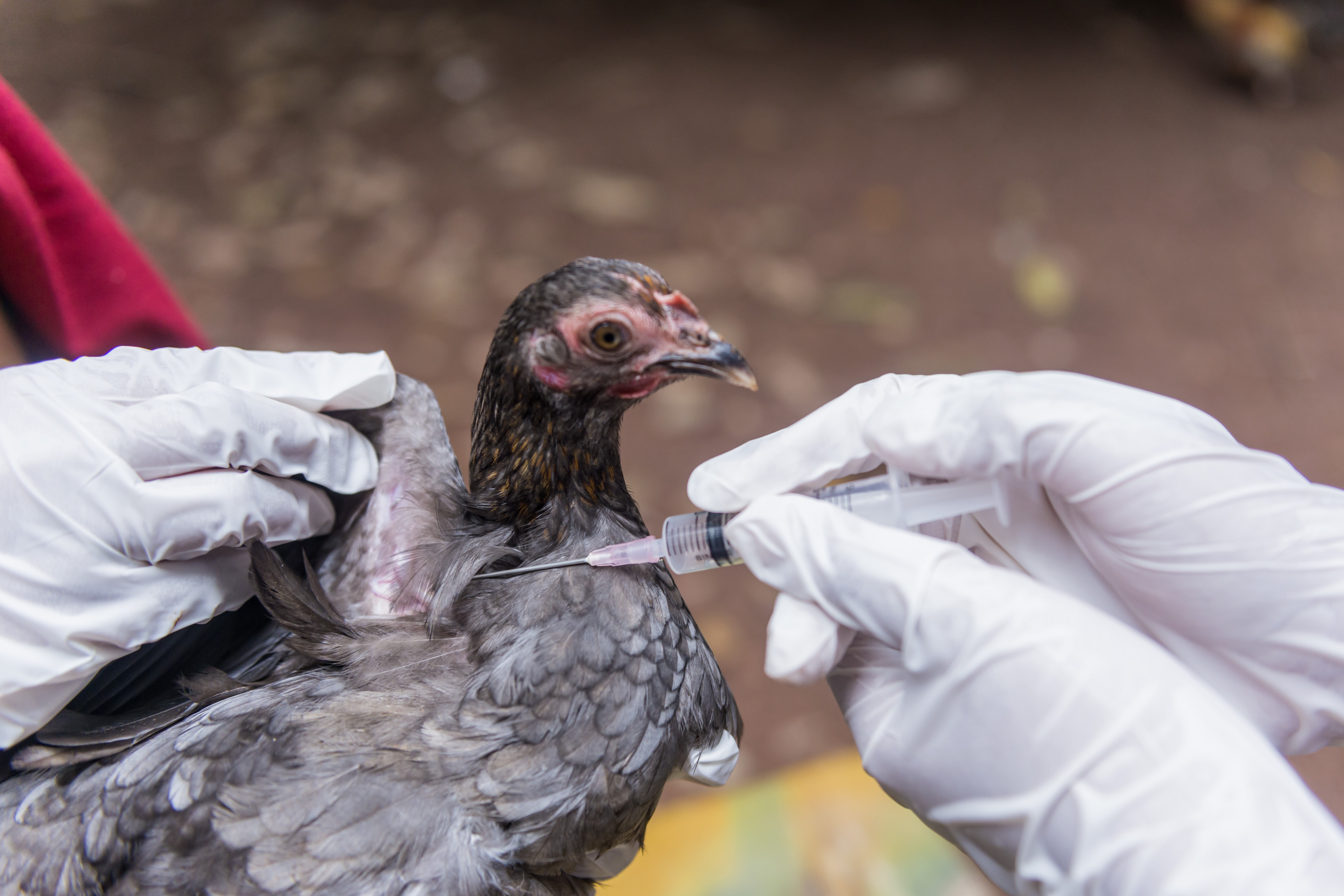 My noi co san vaccine neu cum gia cam lan rong hinh anh