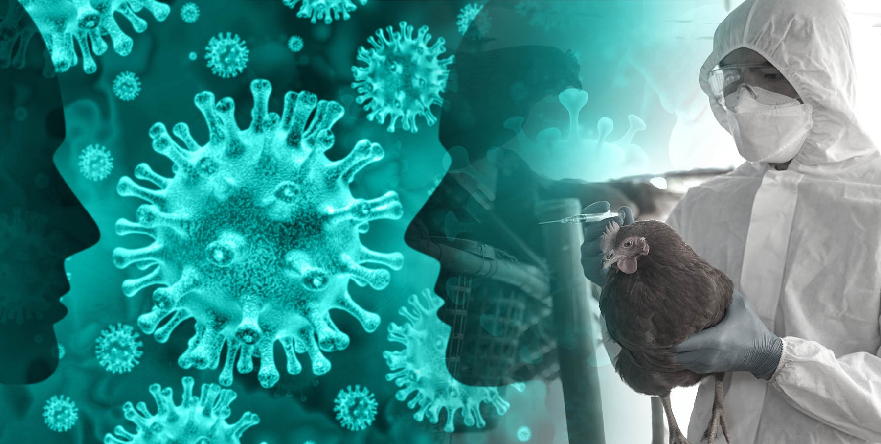 Kich ban khi cum gia cam lay nhiem rong sang nguoi hinh anh