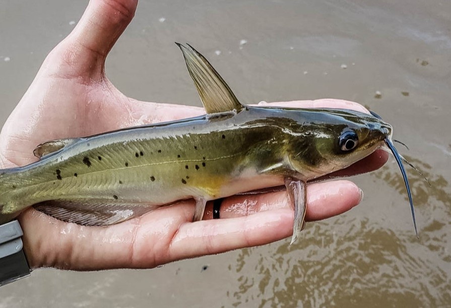 Nguoi dan ong Ha Noi phai cap cuu vi mon ca nganh hinh anh