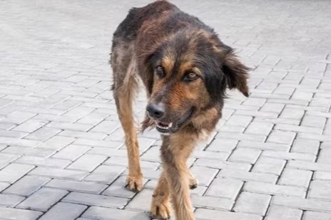 Cho dai lao vao nha can nguoi o Dong Nai hinh anh