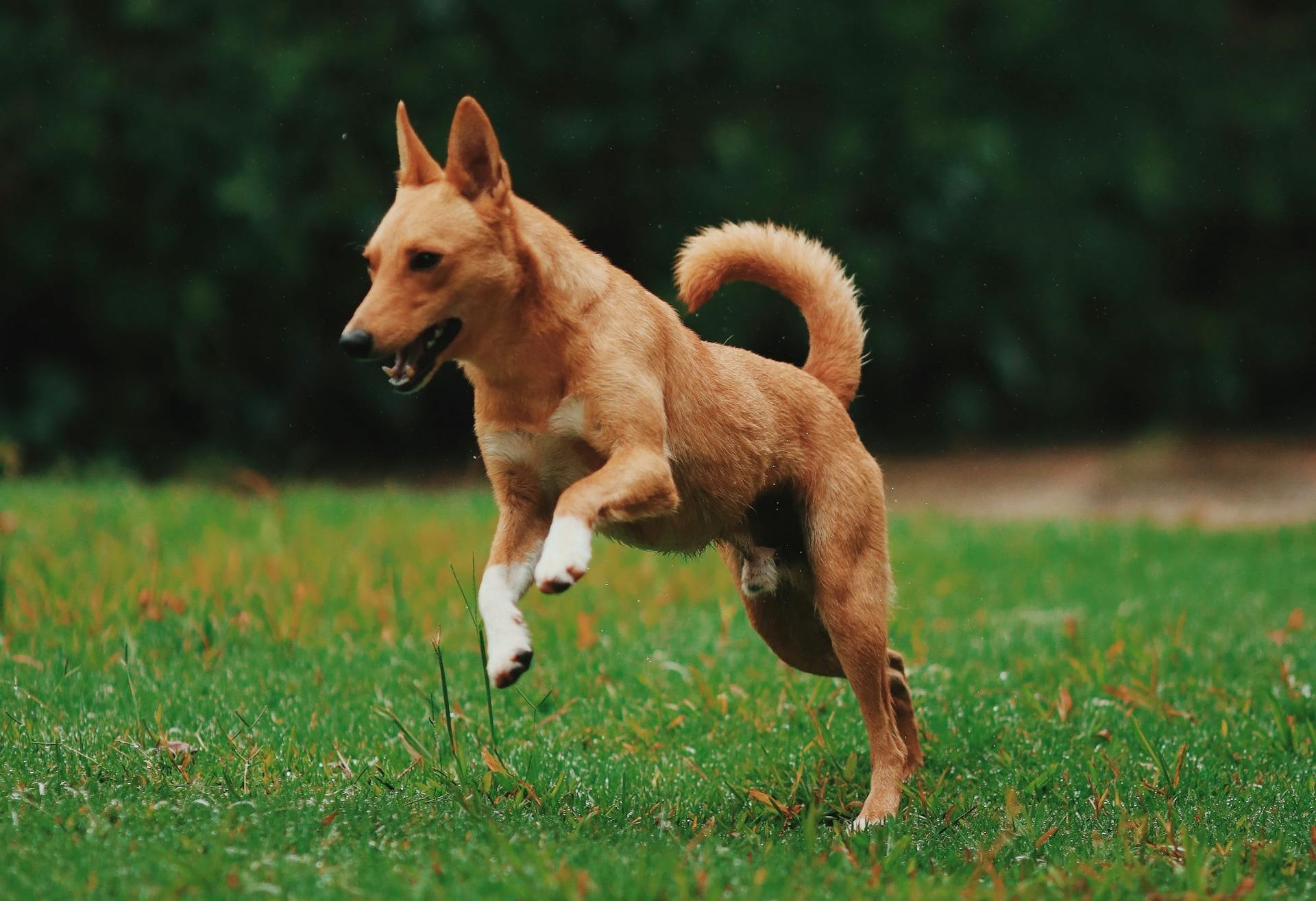 Hiem hoa tu nuoi cho tha rong hinh anh