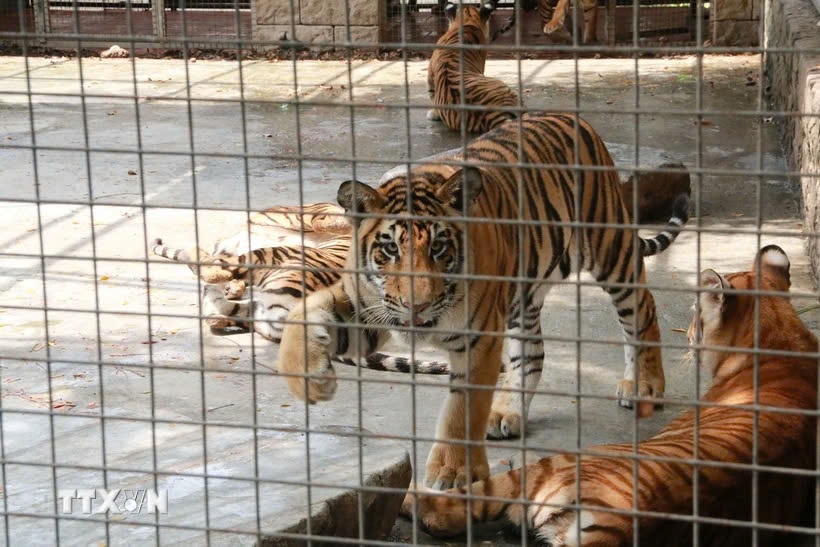 2 mau ho chet o Dong Nai duong tinh voi virus H5N1 hinh anh