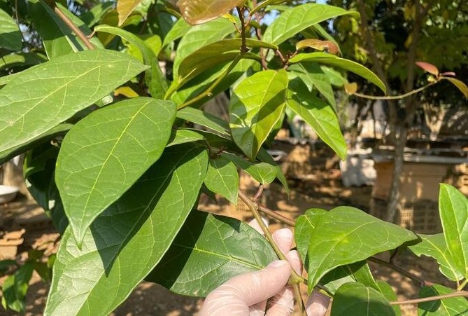 Cay xa den tri duoc benh gi? hinh anh