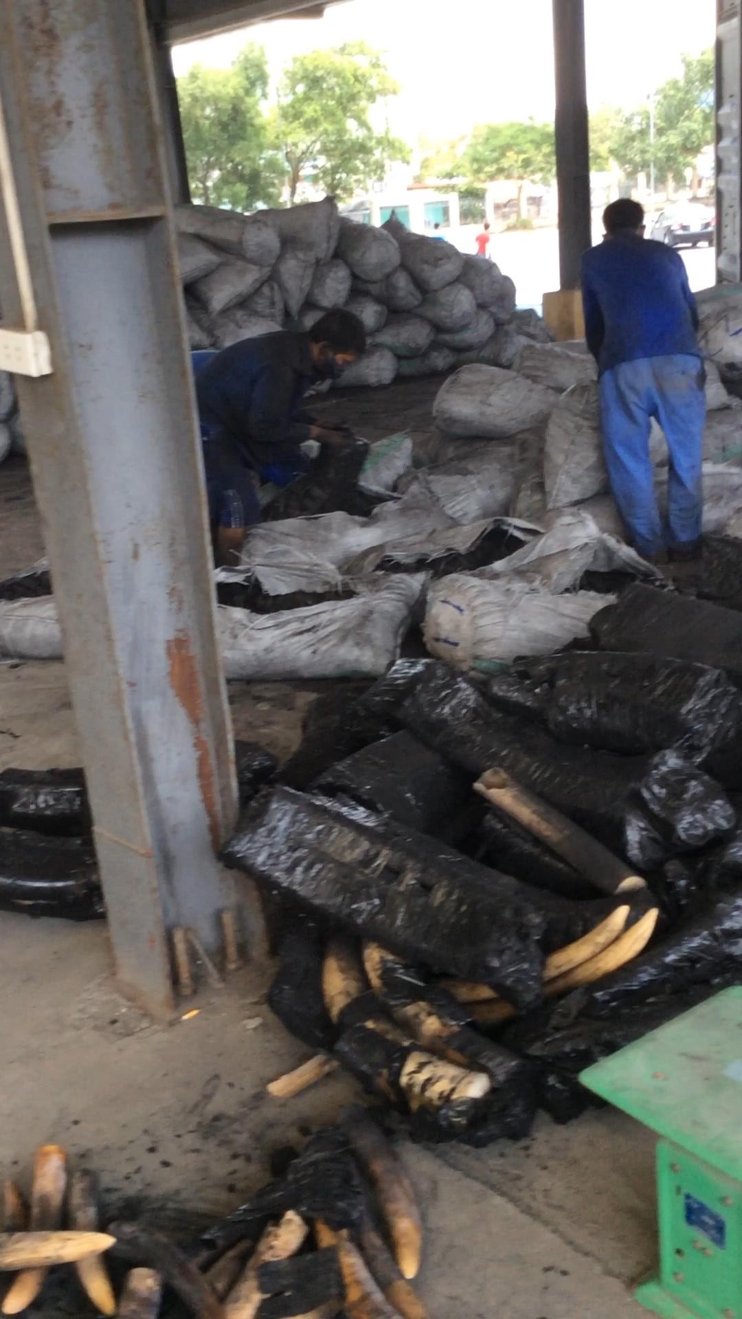 Phát hiện 1 tấn ngà voi trong lô hàng khai là than củi