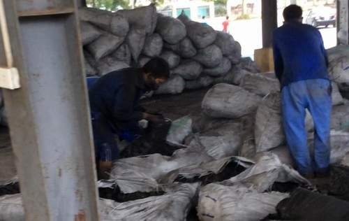 Phat hien 1 tan nga voi giau trong cac bao than cui hinh anh