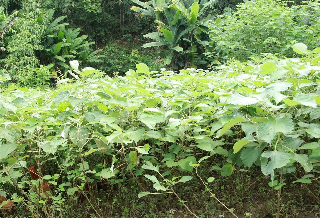 Dac san banh gai anh 1