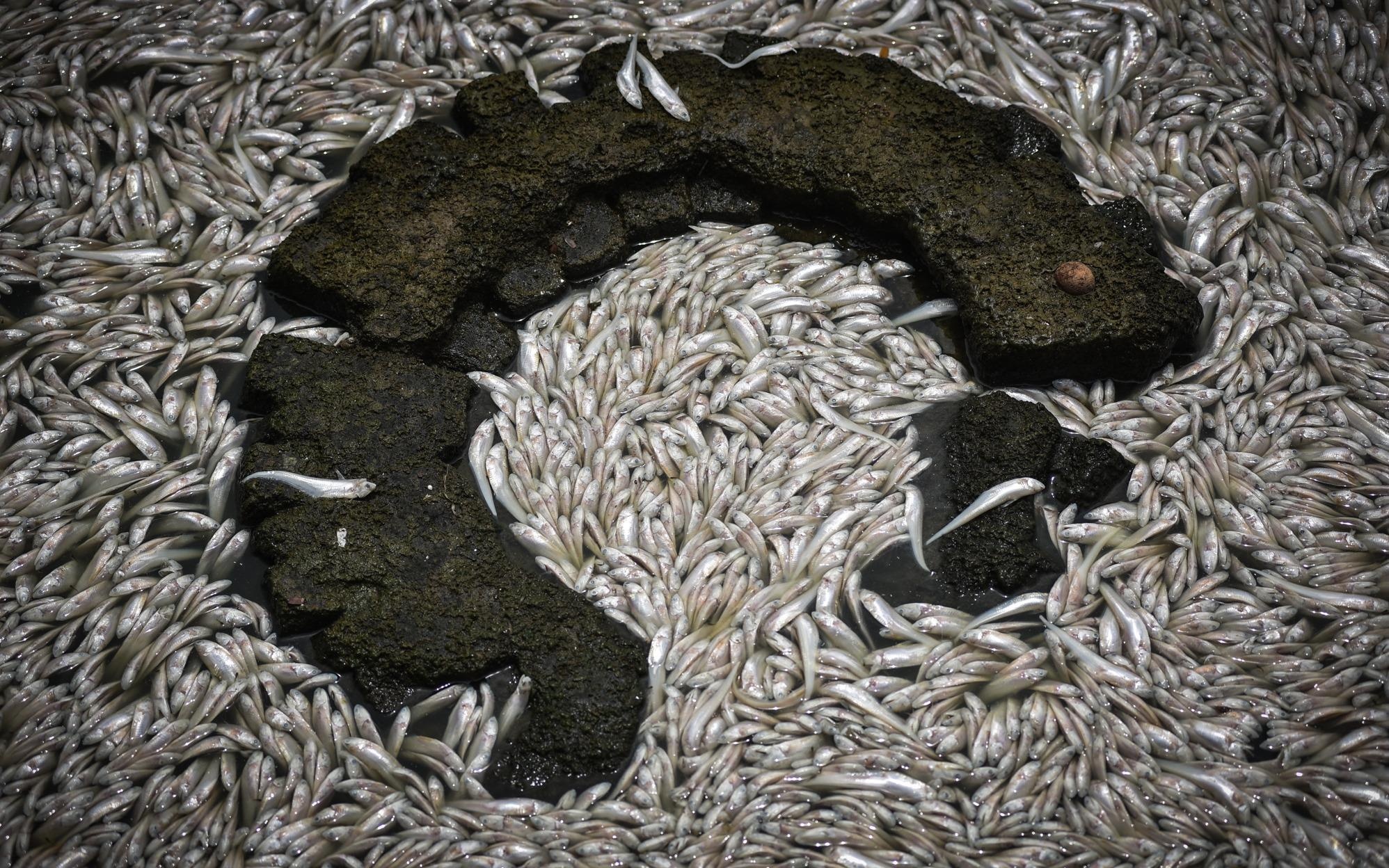 Ca chet dat vao bo noi trang ho Tay, cong nhan vot khong xue hinh anh