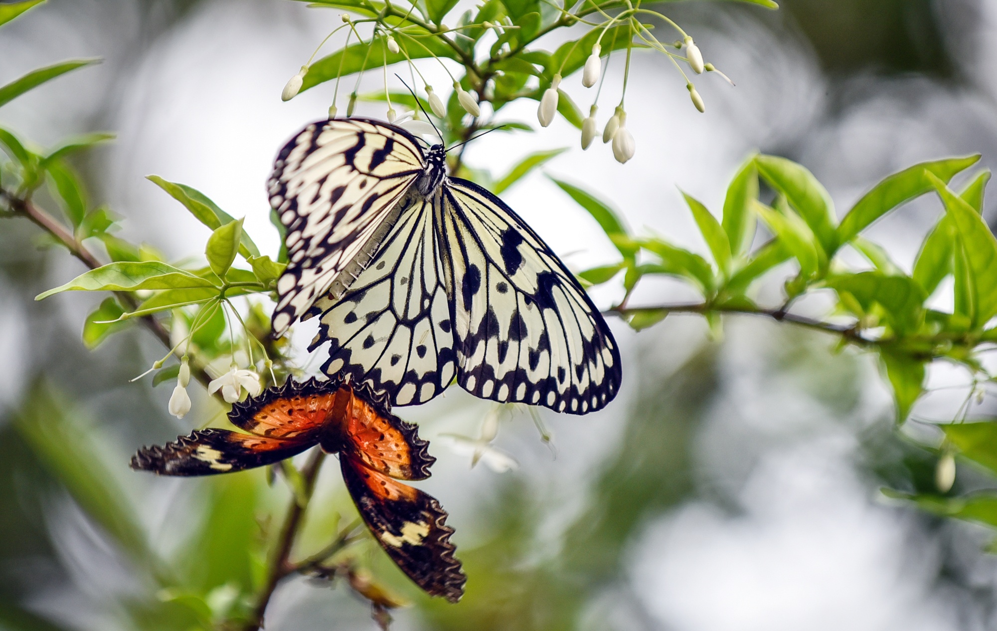 Du lịch đảo ngọc phương đông Penang ảnh 31 Du lich dao ngoc phuong dong Penang anh 31