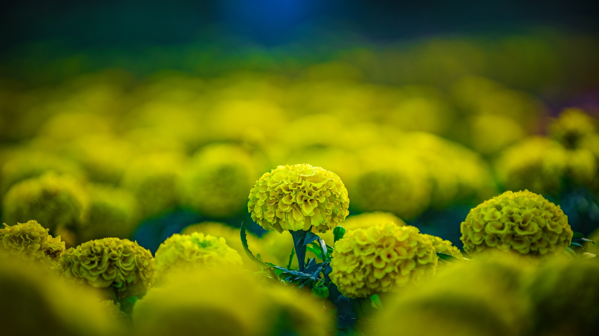 vuon hoa hinh chiec cup vo dich anh 5