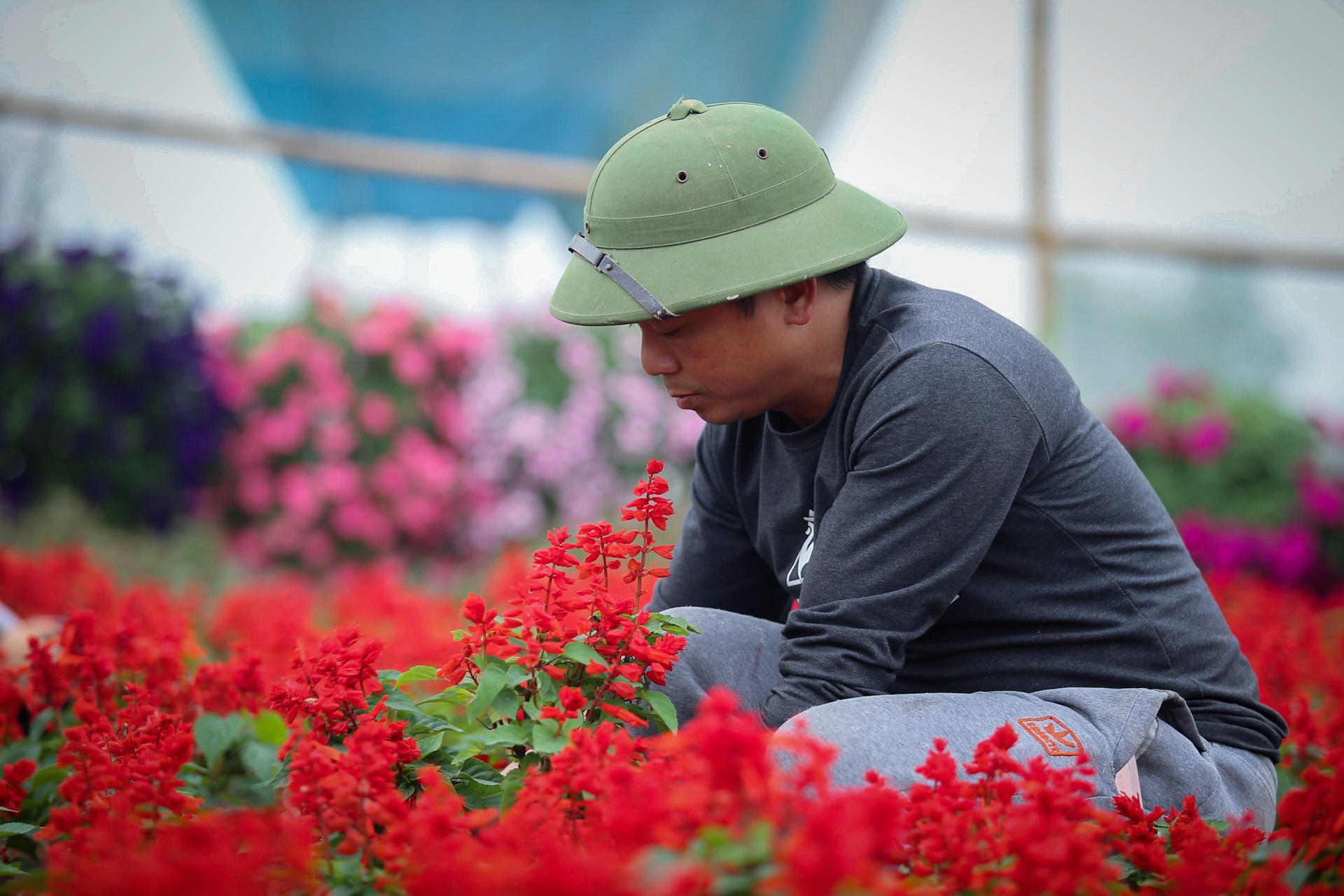 vuon hoa hinh chiec cup vo dich anh 8