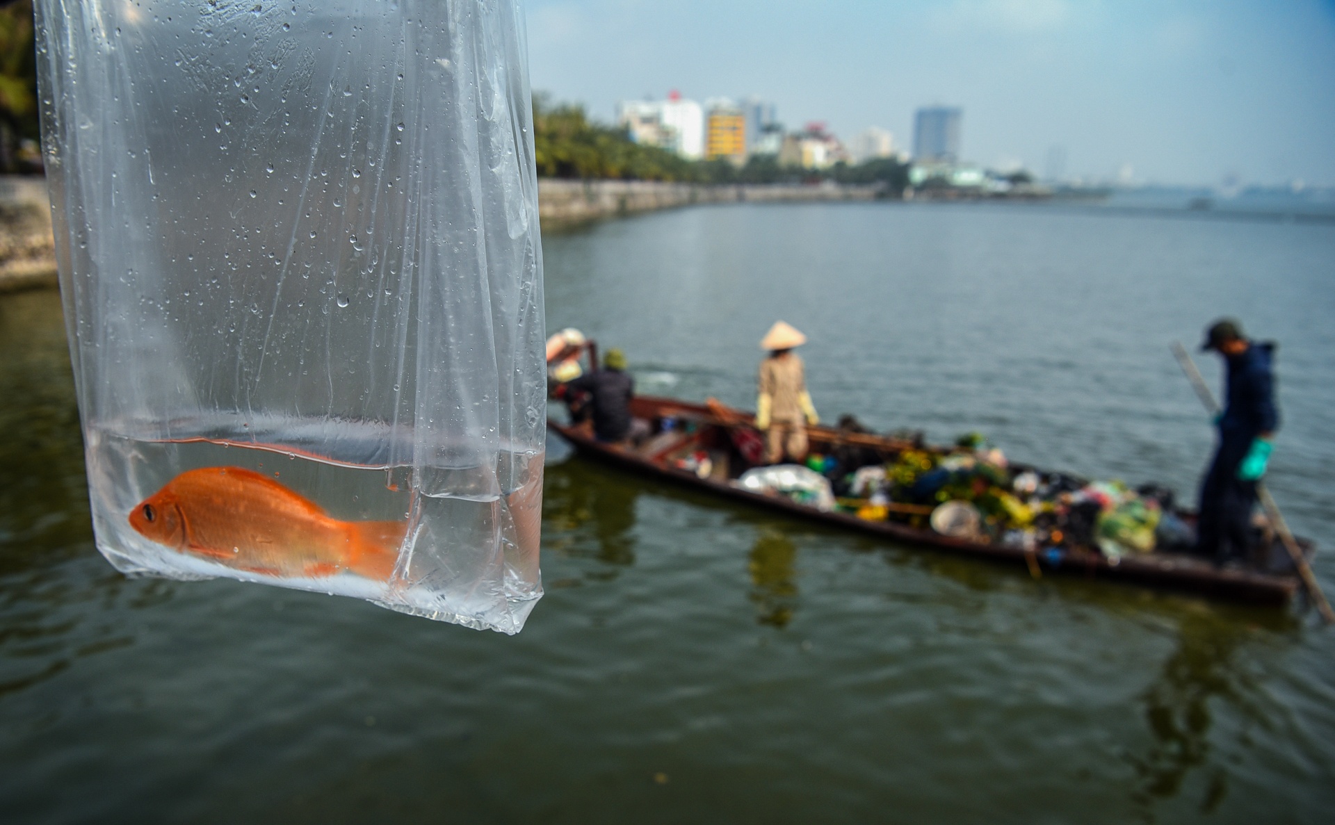 tha ca chep tien ong cong ong tao anh 10