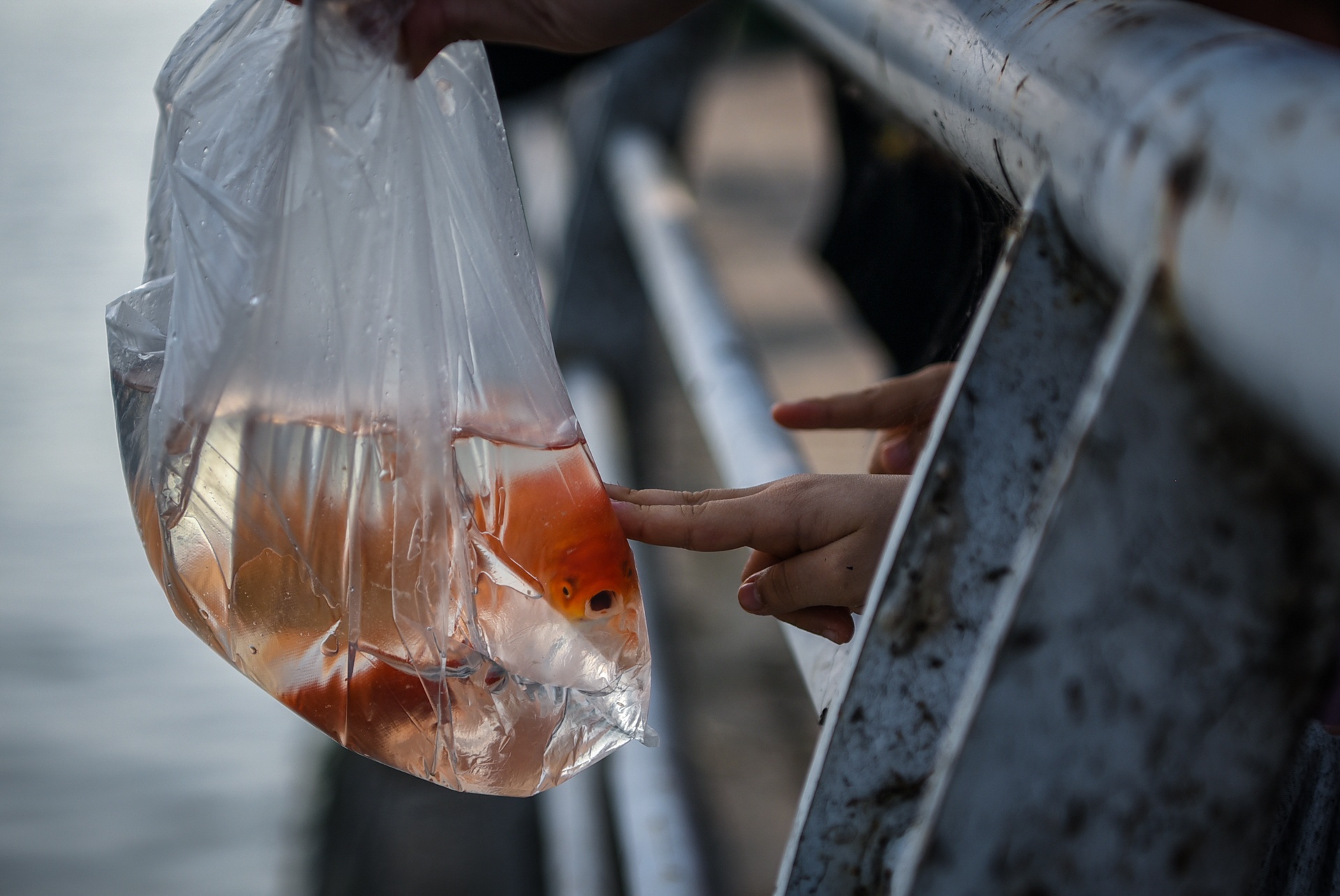 tha ca chep tien ong cong ong tao anh 4