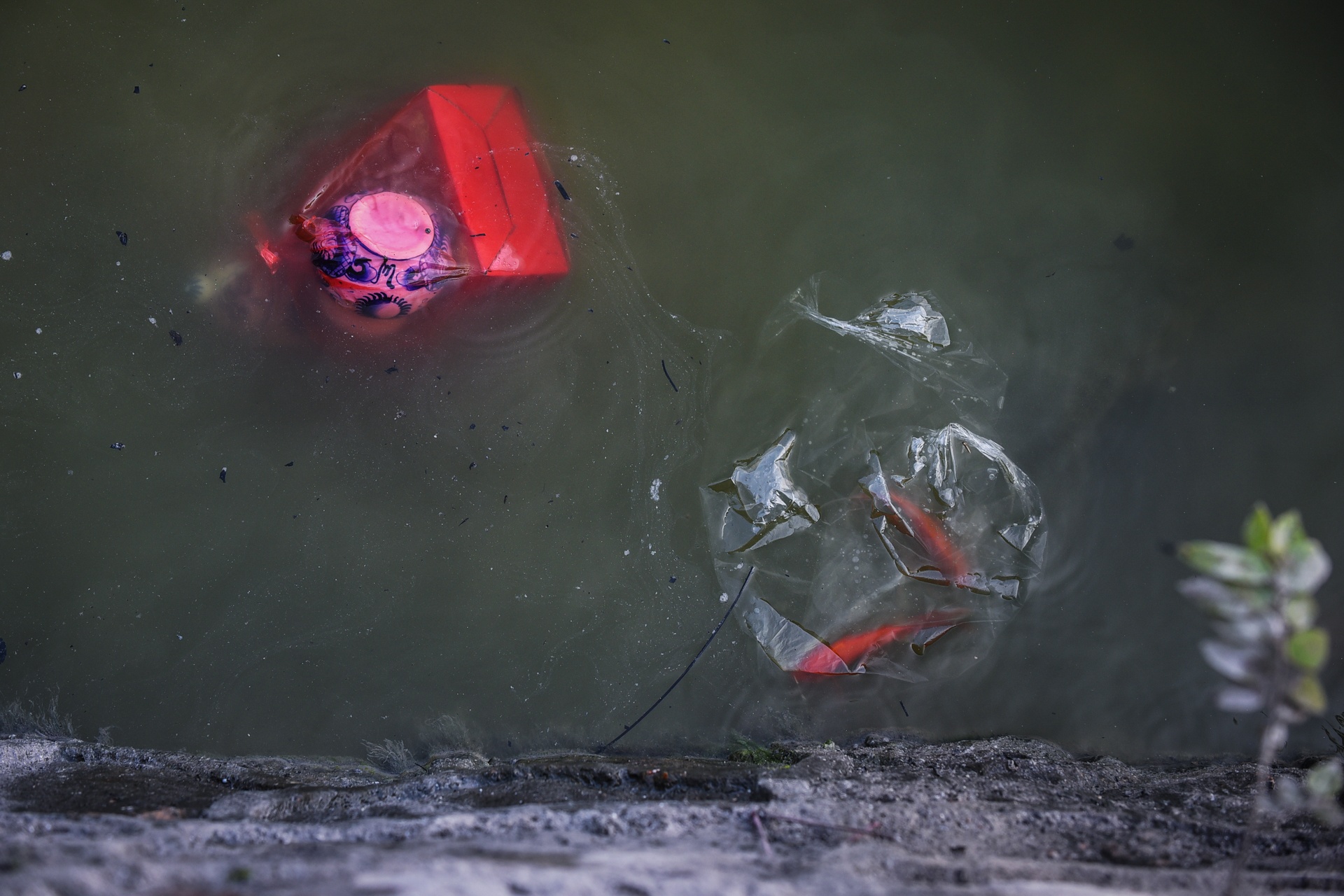 tha ca chep tien ong cong ong tao anh 5