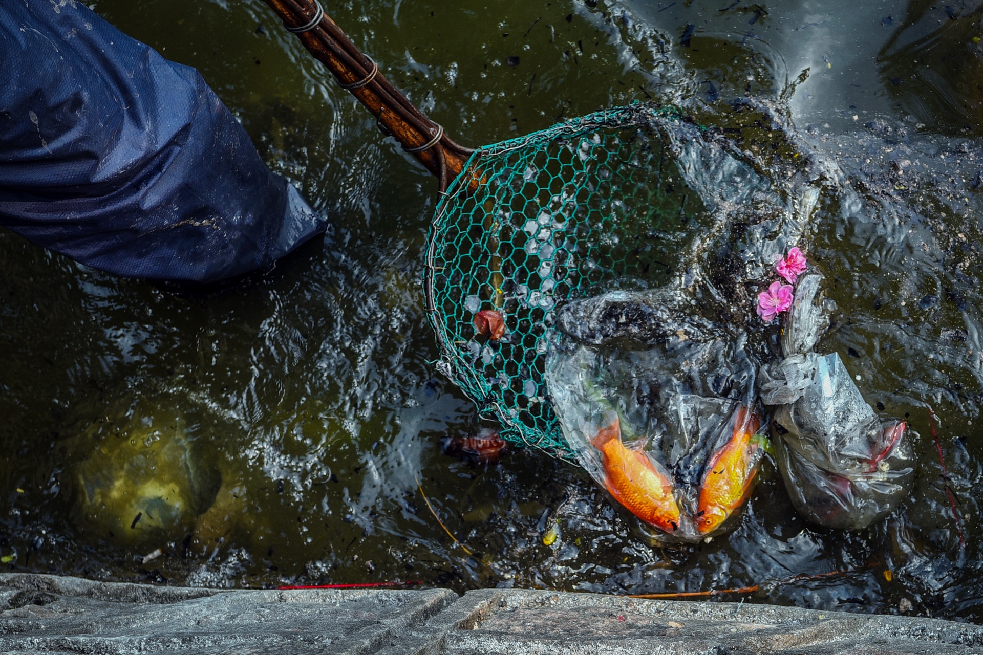 tha ca chep tien ong cong ong tao anh 6