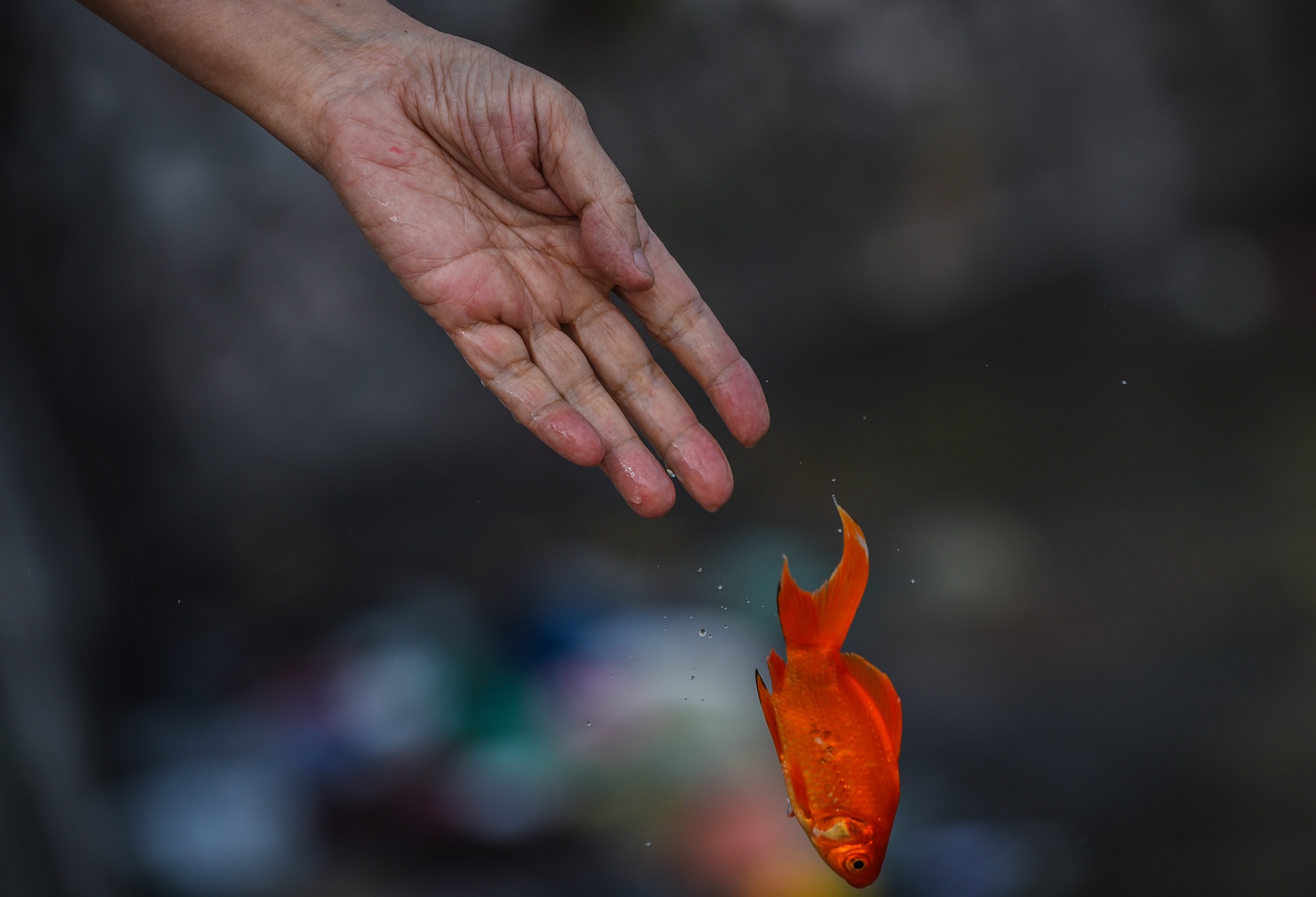 tha ca chep tien ong cong ong tao anh 9