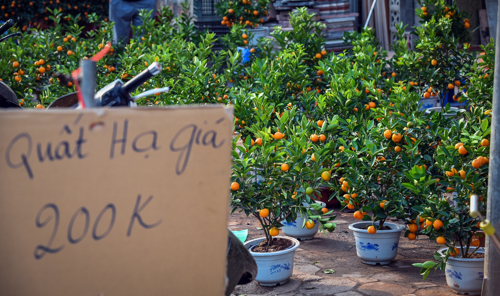 dao quat vut tren duong anh 8