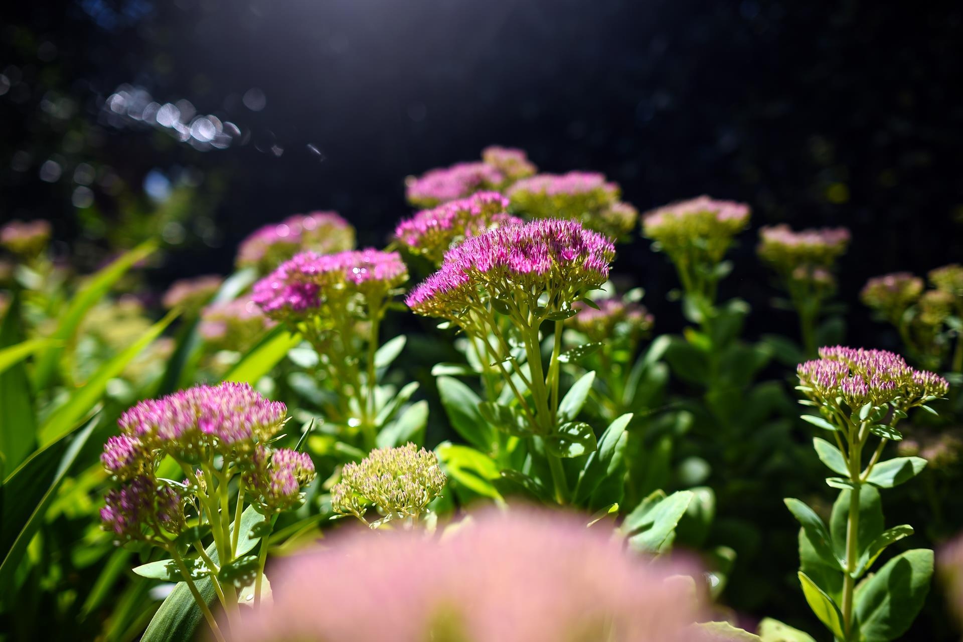 Du lich New Zealand anh 13