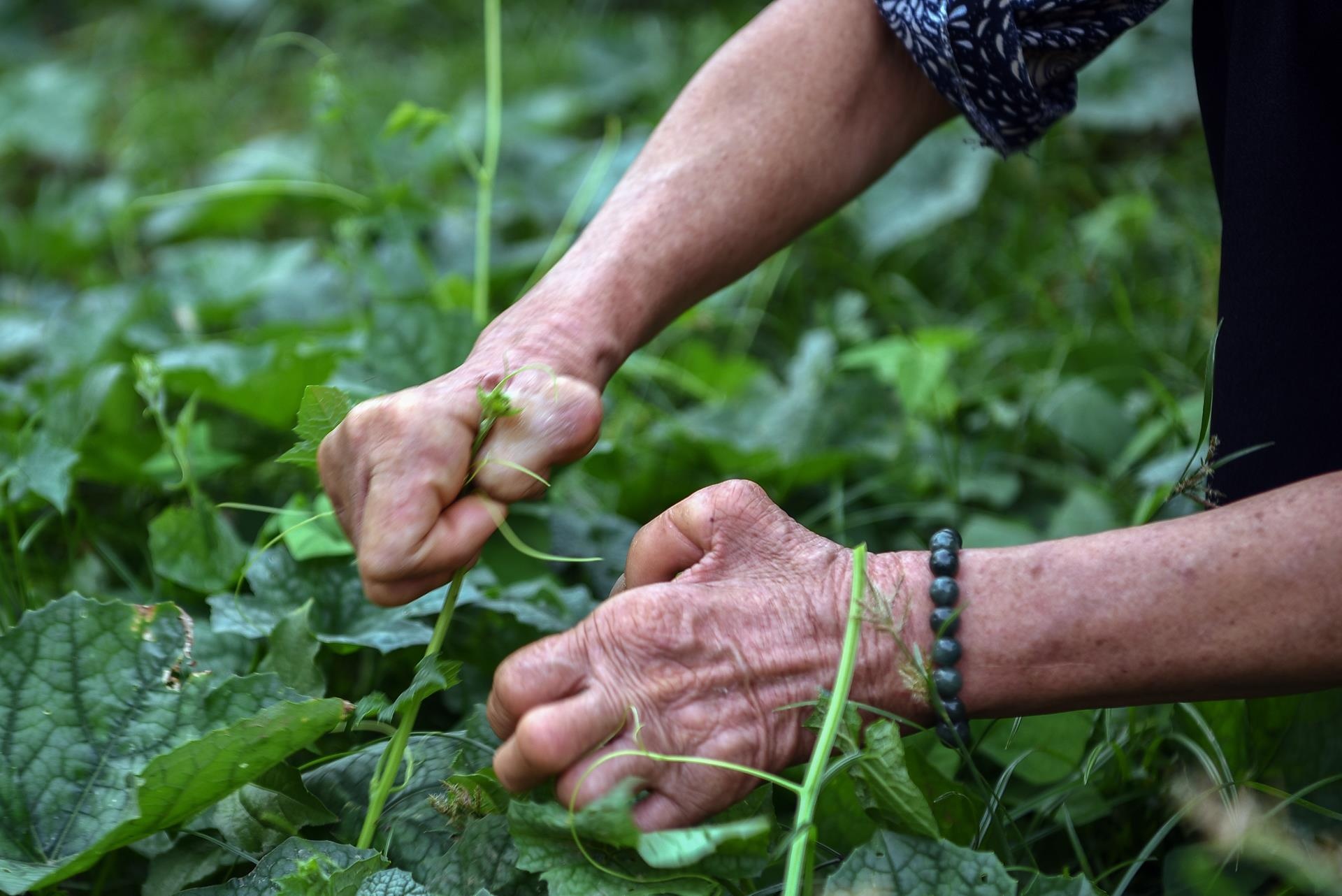 benh phong cui anh 9