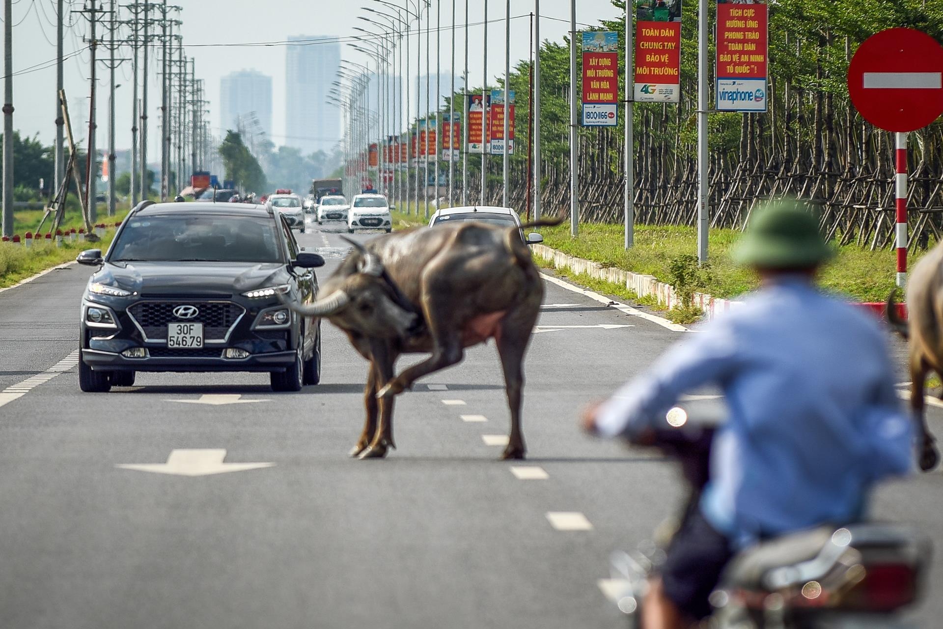 Trau bo tha rong tren tuyen duong 5.000 ty hinh anh