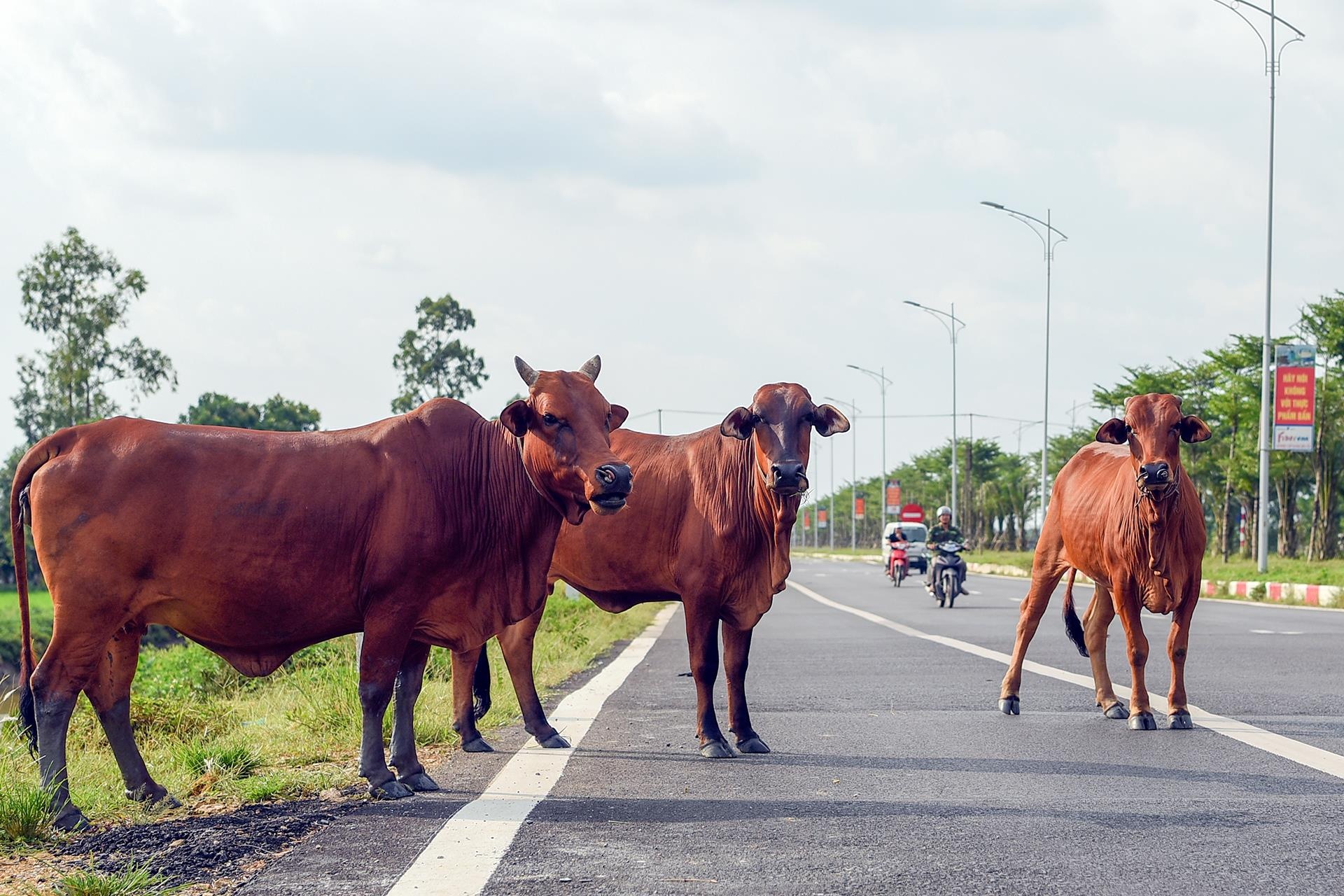 trau bo tha rong tren duong nghin ty anh 9