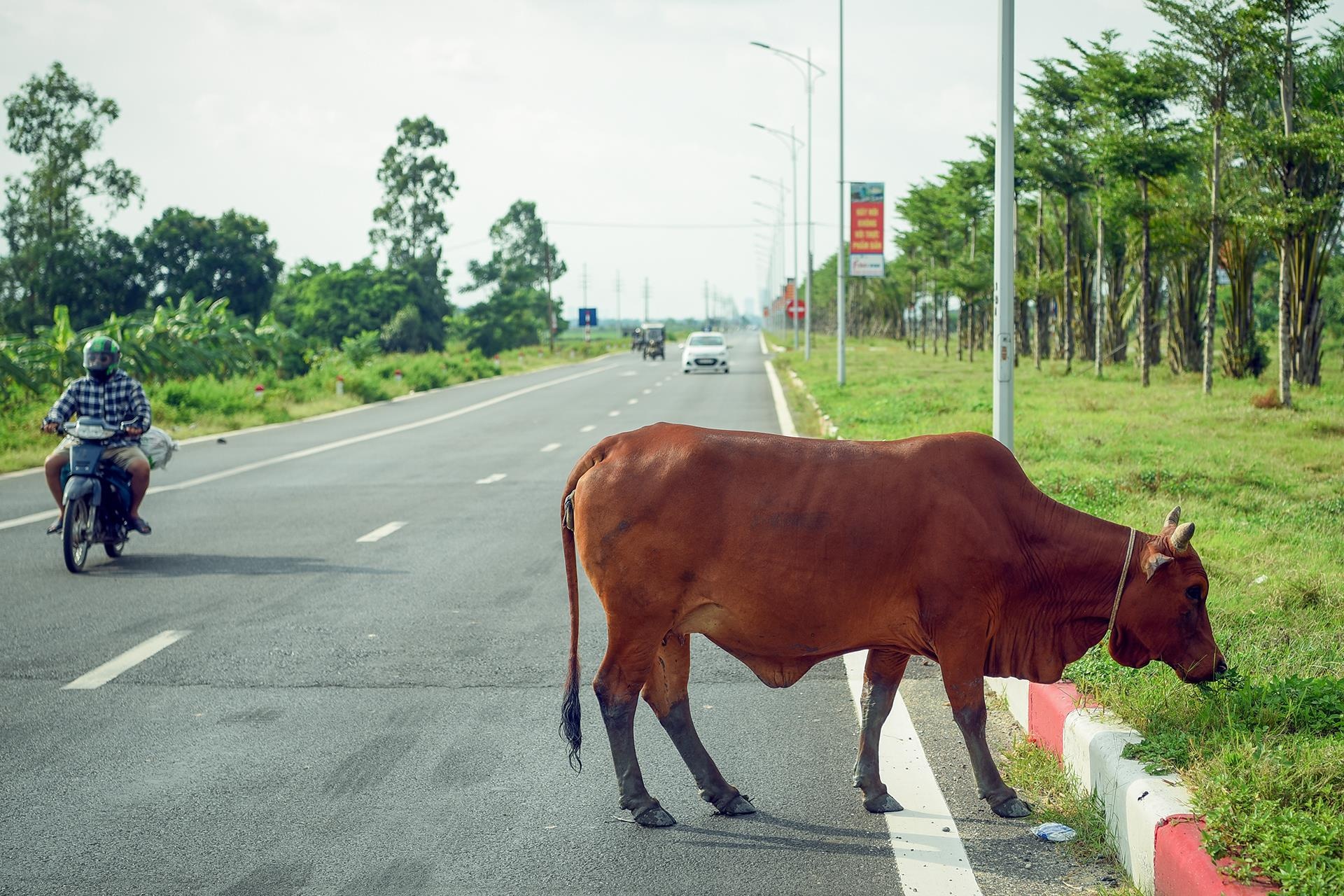trau bo tha rong tren duong nghin ty anh 8