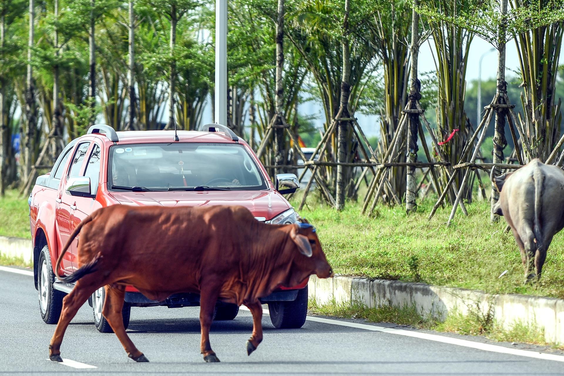 trau bo tha rong tren duong nghin ty anh 4