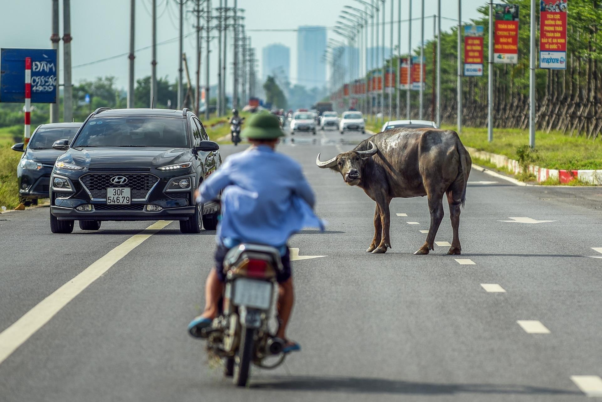 trau bo tha rong tren duong nghin ty anh 5