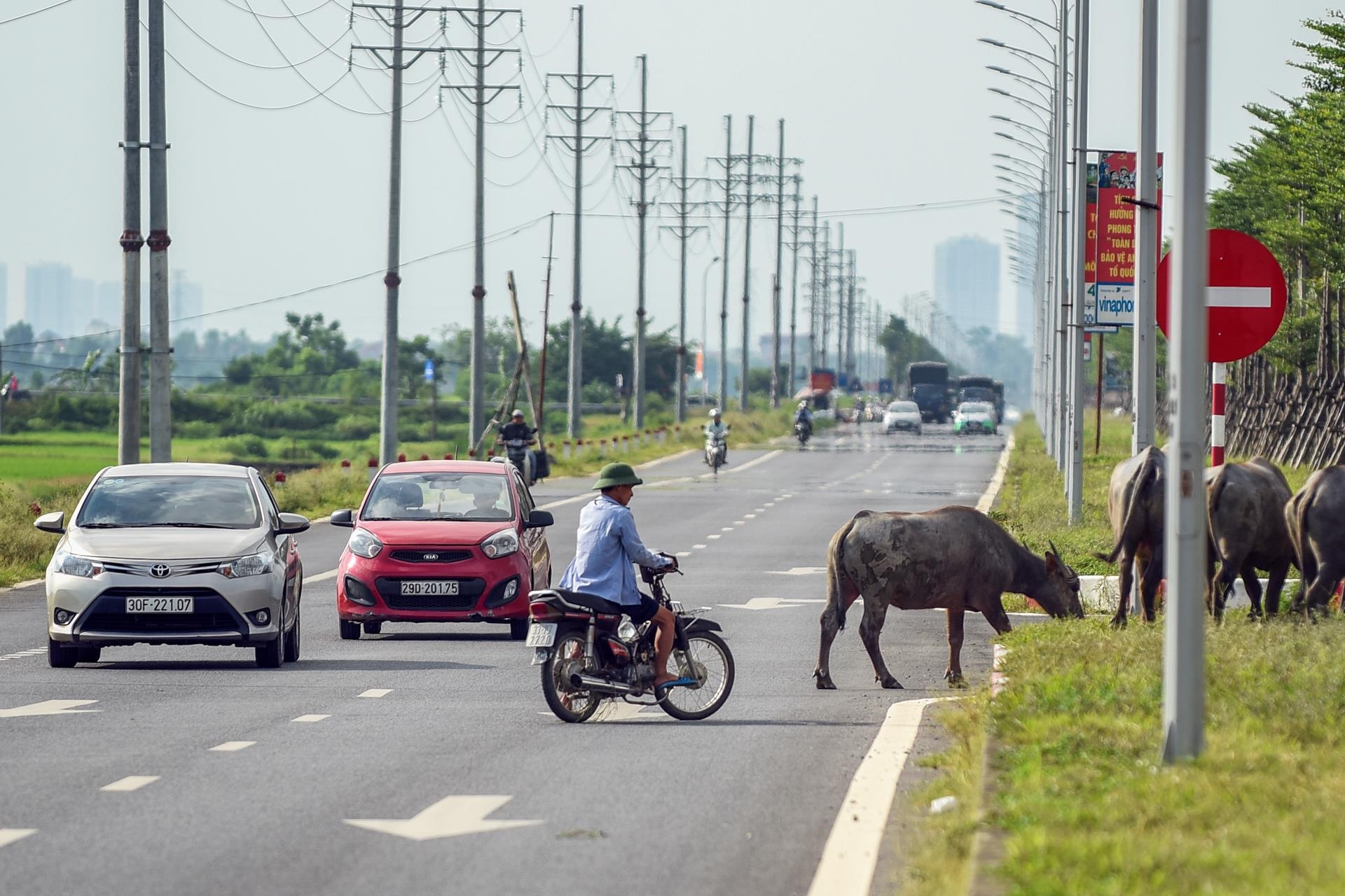 trau bo tha rong tren duong nghin ty anh 6