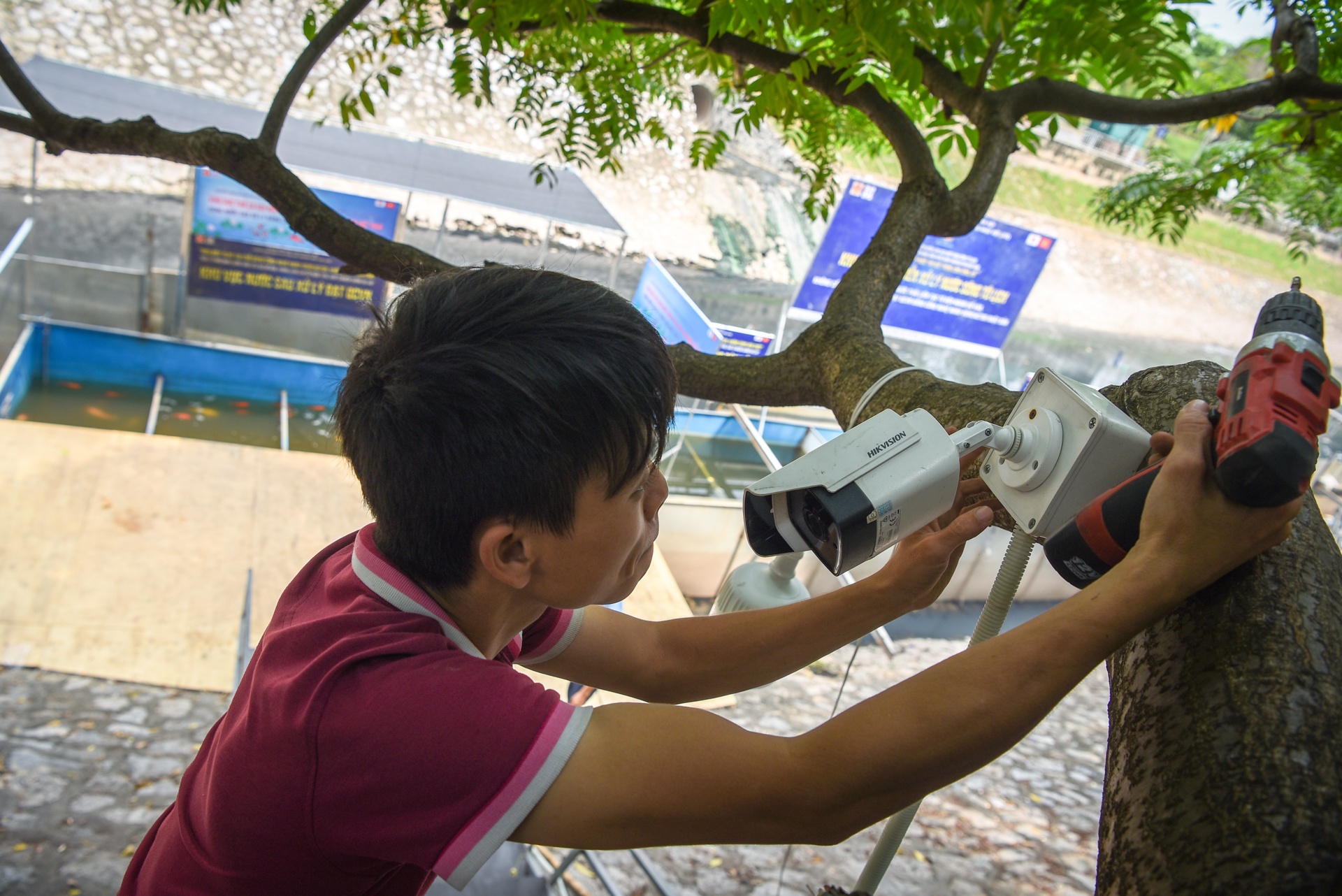 cá koi sông tô lịch ảnh 11 ca koi song to lich anh 11