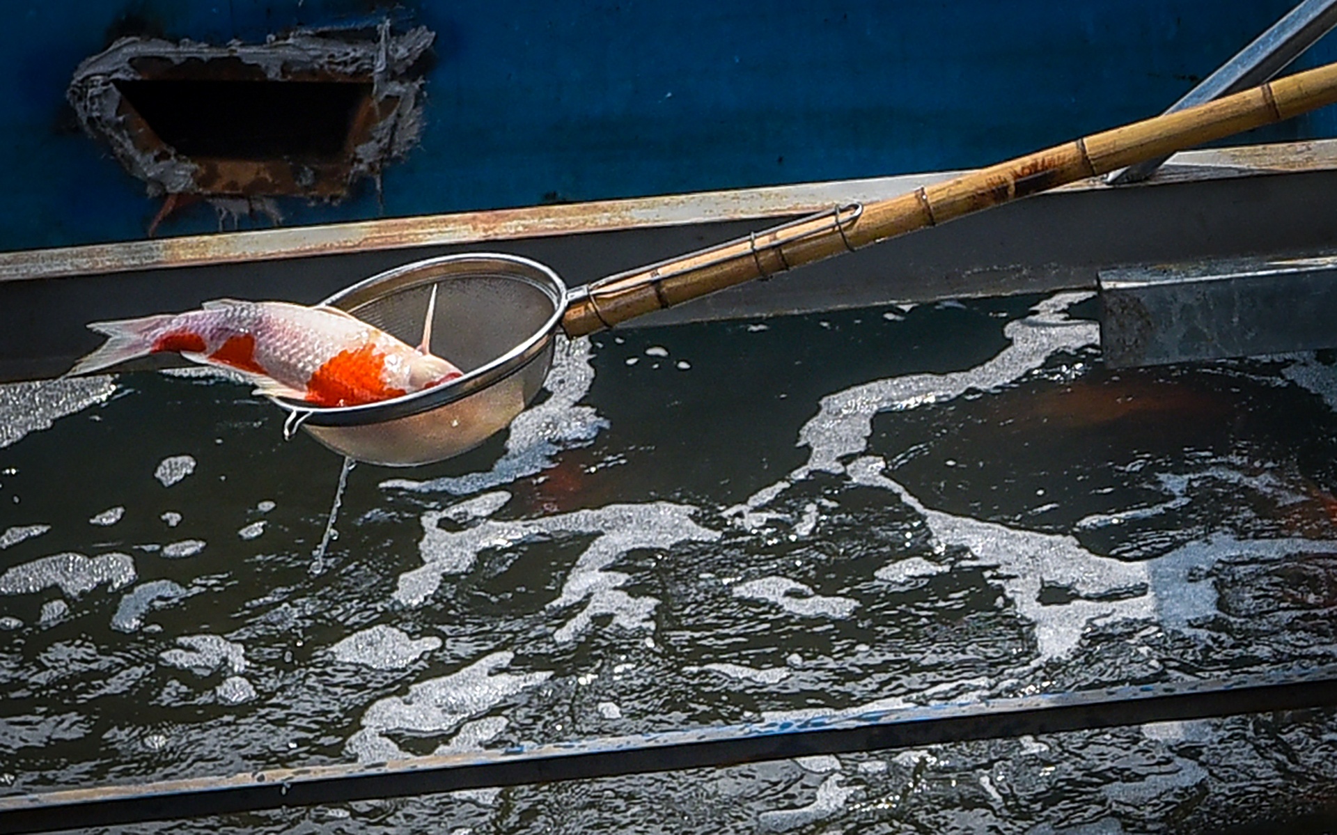 cá koi sông tô lịch ảnh 1 ca koi song to lich anh 1