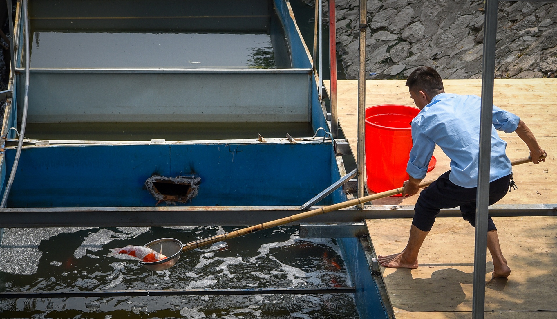 ca Koi chet sau khi tha song To Lich anh 1
