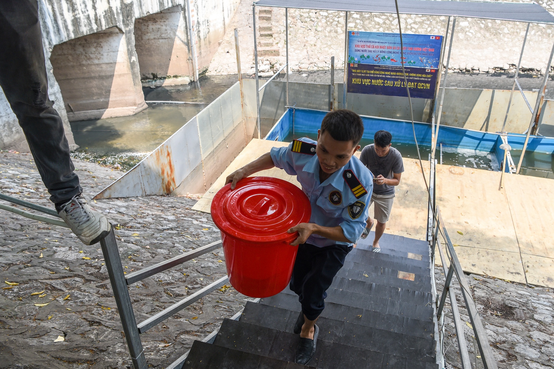 cá koi sông tô lịch ảnh 4 ca koi song to lich anh 4