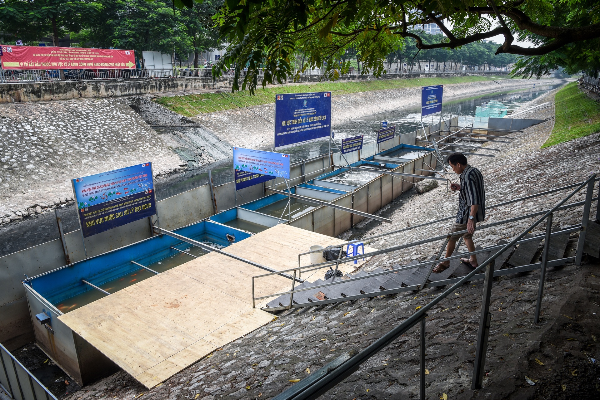 cá koi sông tô lịch ảnh 5 ca koi song to lich anh 5