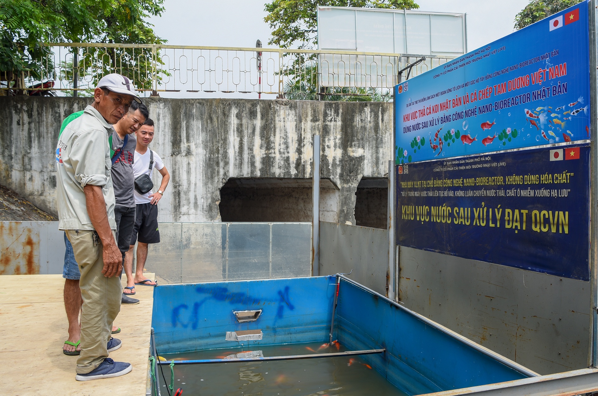 cá koi sông tô lịch ảnh 6 ca koi song to lich anh 6