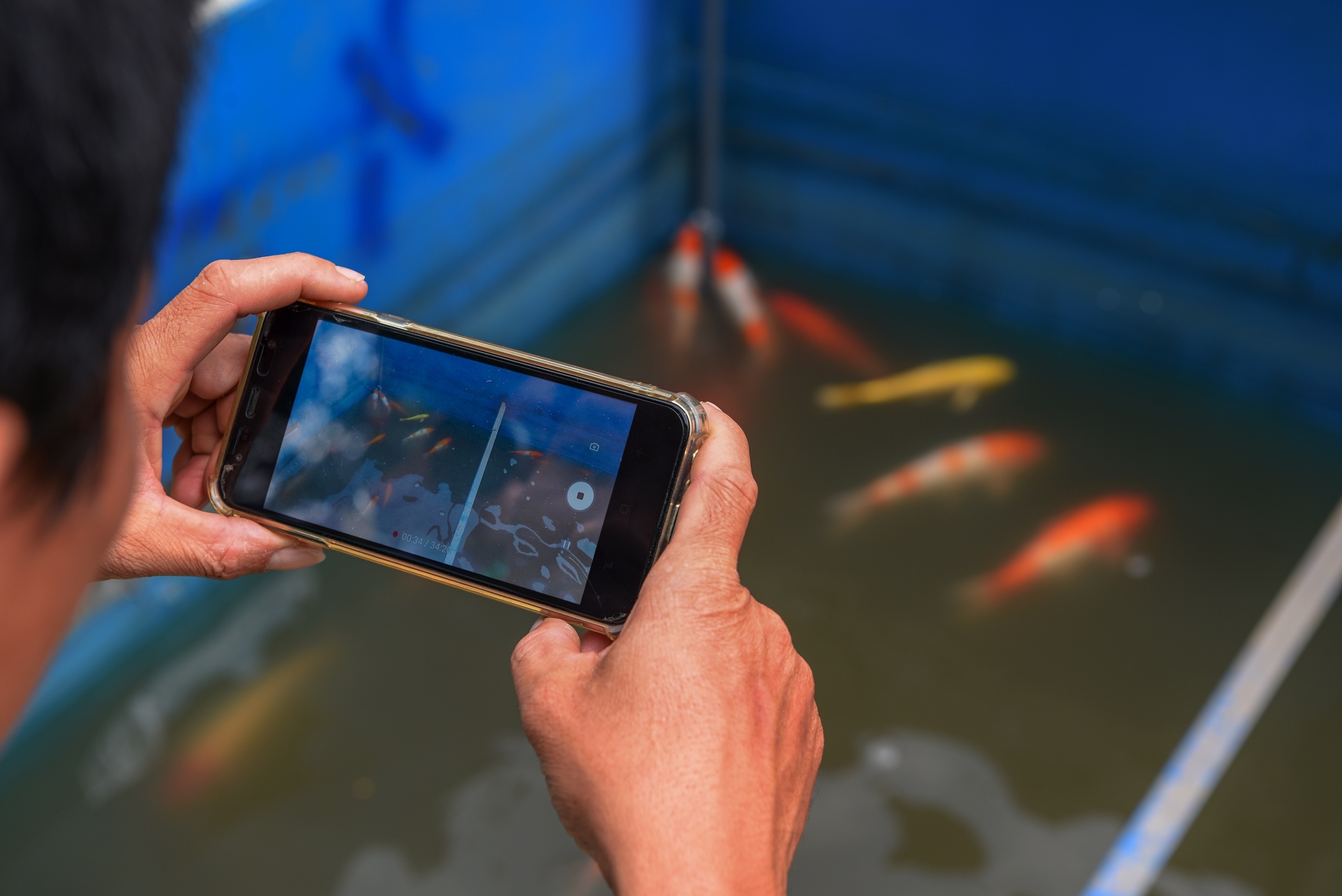 cá koi sông tô lịch ảnh 7 ca koi song to lich anh 7