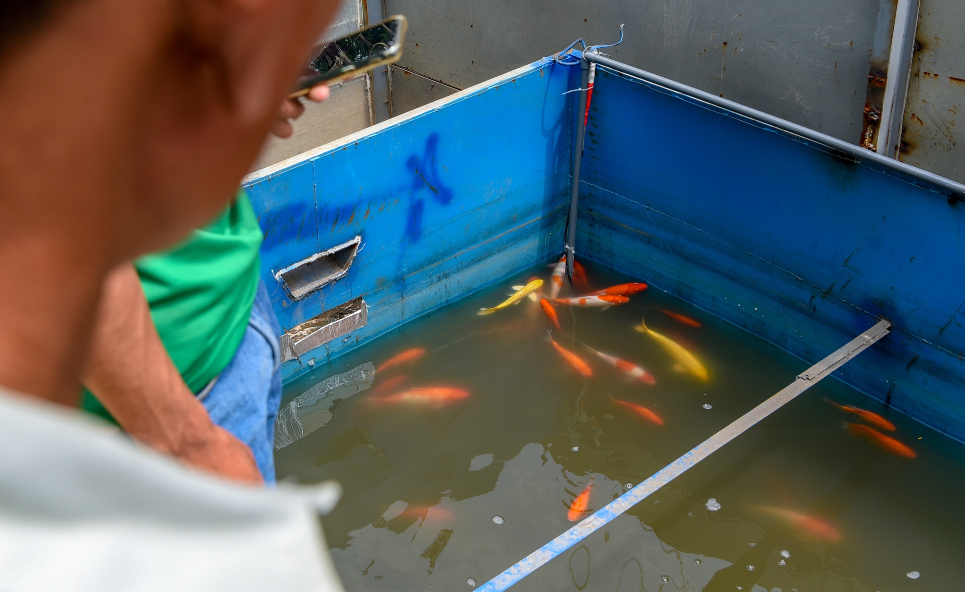 cá koi sông tô lịch ảnh 8 ca koi song to lich anh 8